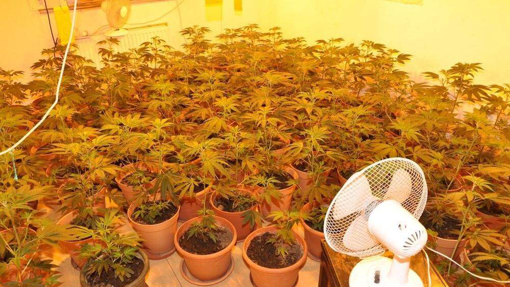 Ein Osttiroler züchtete mehrere Cannabispflanzen in Blumentöpfen in seiner Wohnung