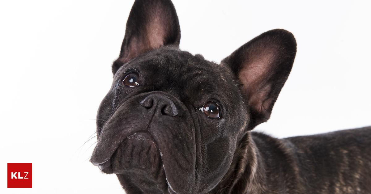 Bulldogge tot Ein Mann warf in Wien seinen Hund vom Balkon