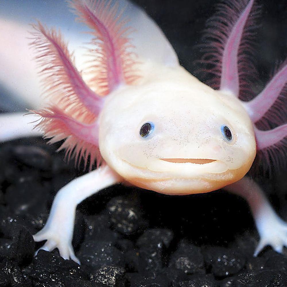 Haben Axolotl eine Bindung zu Menschen?