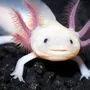 Ein kleiner Philosoph: Axolotl