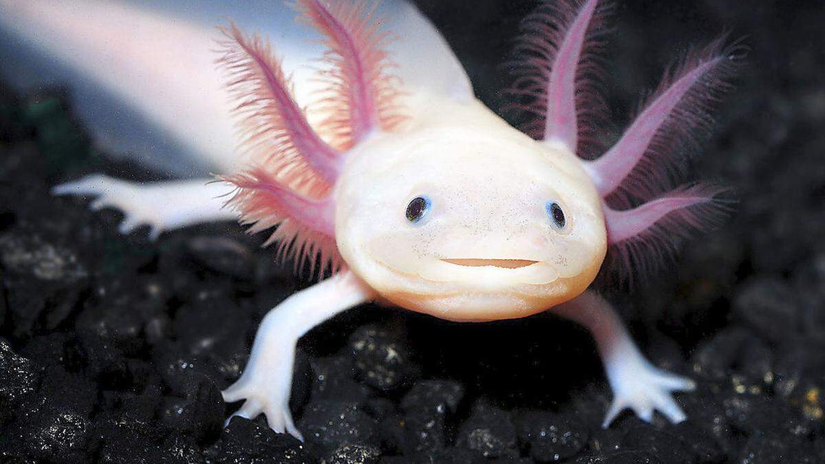 Ein kleiner Philosoph: Axolotl
