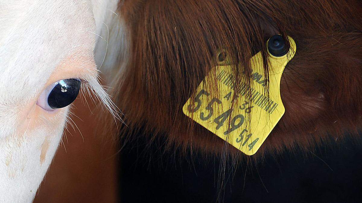 Ihrem Kalb wollte ein Bauer eine Ohrmarke einziehen - da drehte die Mutterkuh durch - Symbolfoto