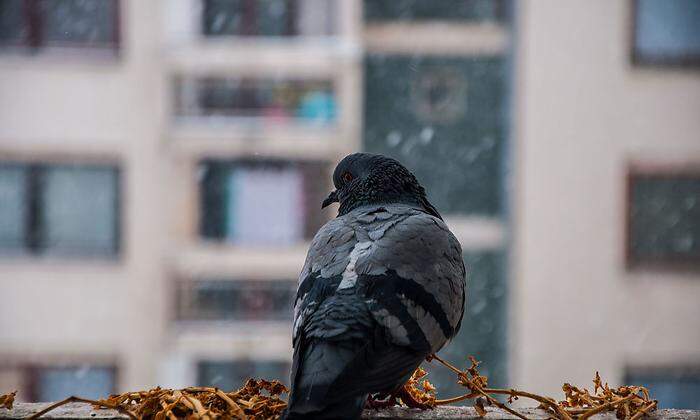 Tauben können sich auf Balkonen zu einem echten Problem entwickeln