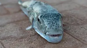 Der Hasenkopf-Kugelfisch (Lagocephalus sceleratus), auch Silberstreifen-Kugelfisch oder Silberwangen-Kugelfisch genannt, breitet sich vor Griechenlands Stränden aus