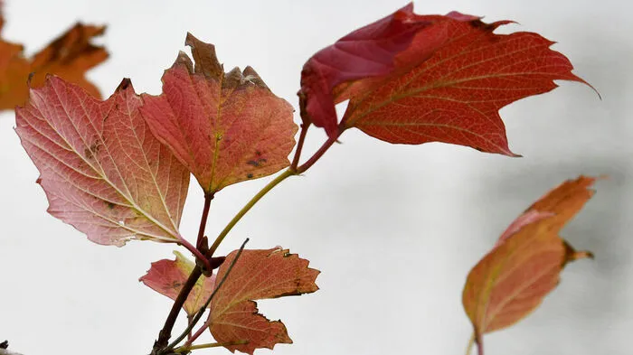 Der Herbst blüht in allen Farben