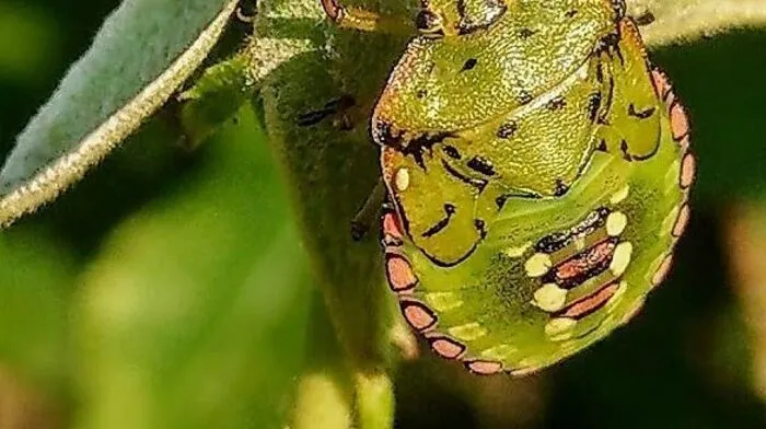 Eine wunderschöne Wanze hat Hannelore Tragatschnig aus Feistritz/Drau entdeckt und abfotografiert.  