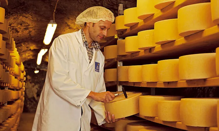 Hier wird der Reifegrad des Käses mit einer Probe überprüft