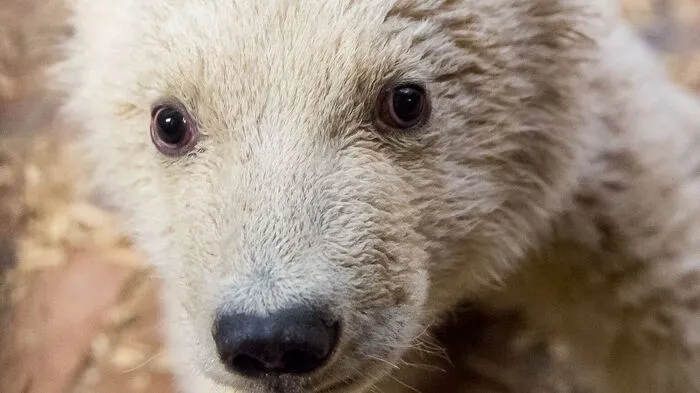 "Traurige Nachrichten aus dem Tierpark: Fritz ist tot. Am Montagabend erlag der kleine Eisbär Fritz seiner Leberentzündung. Wir werden dich sehr vermissen!!!", wurde am Dienstag in der Früh auf der Facebookseite des Berliner Tierparks gepostet.