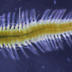 Der untersuchte Wurm zählt zur Gruppe der Megasyllis nipponica 