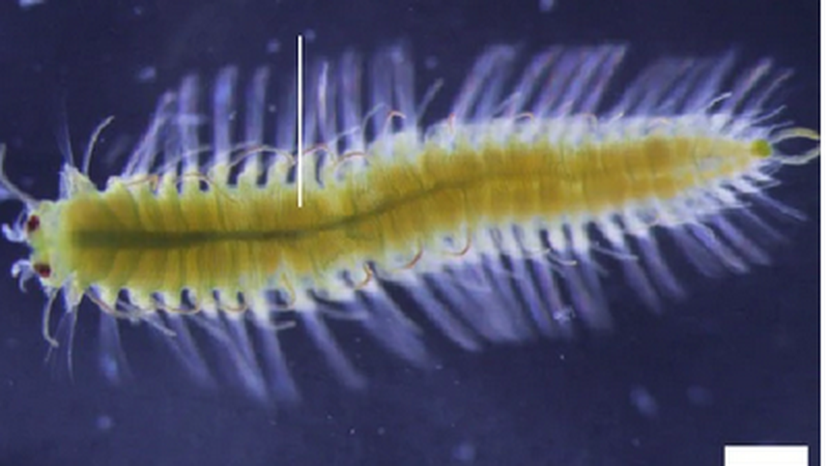 Der untersuchte Wurm zählt zur Gruppe der Megasyllis nipponica 