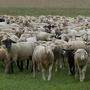 130 Schafe sollten geschächtet werden.