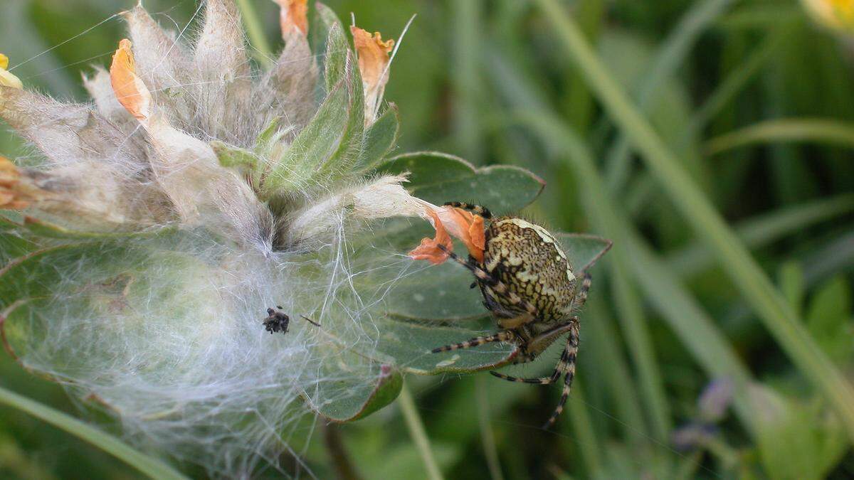 Biodiversität war das Thema, das die Mittelschule Winklern in einen Kurzfilm packte