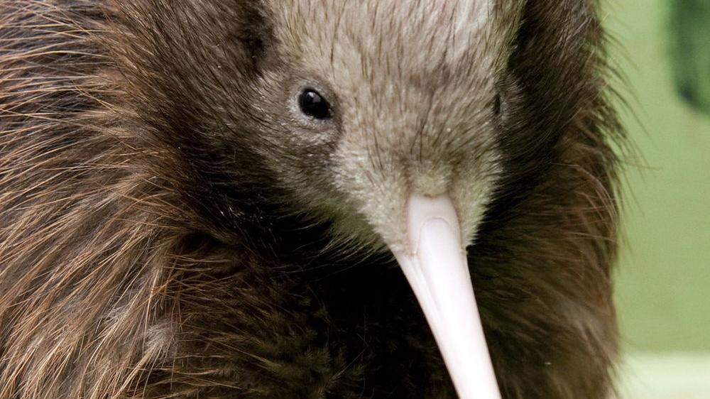 Das Wappentier Neuseelands, der Kiwi