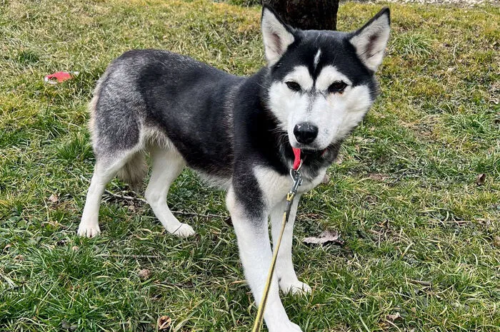 Shira (am Foto) sucht ein Zuhause mit einem eingezäunten Garten bei jemandem, der sich mit der Hunderasse auskennt. Die Huskyhündin ist 3 Jahre alt und kastriert. Kontakt: Merianweg 10, 9400 WolfsbergTel.: (0 4352) 54 077,  www.tierschutzverein-wolfsberg.at