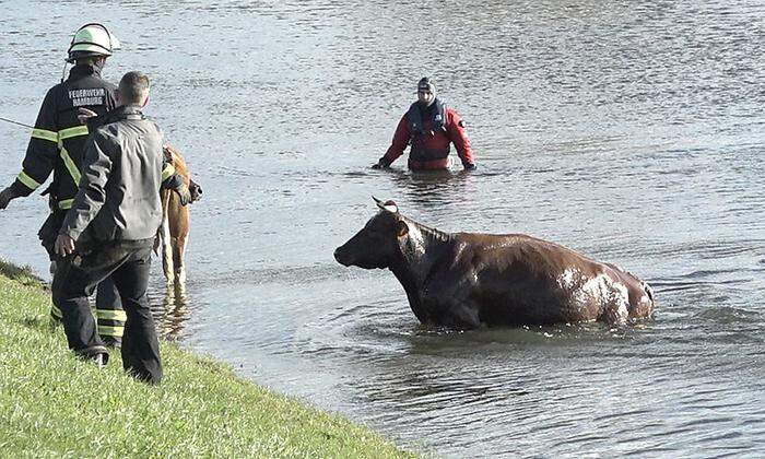 Eine Kuh musste aus der Elbe gerettet werden