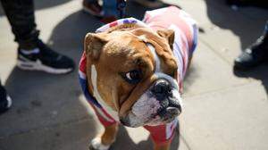 Bulldogen - britische wie französische - leiden unter anderem unter ihren kurzen Nasen