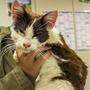 Haustierskandal in Belgien: Auch in Österreich gibt es immer wieder schlimme Fälle von Hoarding und zahlreiche kranke Streunerkatzen (Bild: Tierheim Lavanttal)
