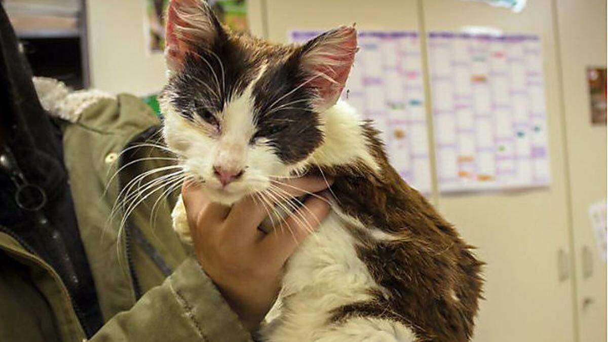 Haustierskandal in Belgien: Auch in Österreich gibt es immer wieder schlimme Fälle von Hoarding und zahlreiche kranke Streunerkatzen (Bild: Tierheim Lavanttal)