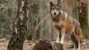 31 Wolfsrisse gab es 2023 in der Steiermark, im Vorjahr waren es lediglich zwei. Die geplante Wolfsverordnung lässt die Wogen hochgehen
