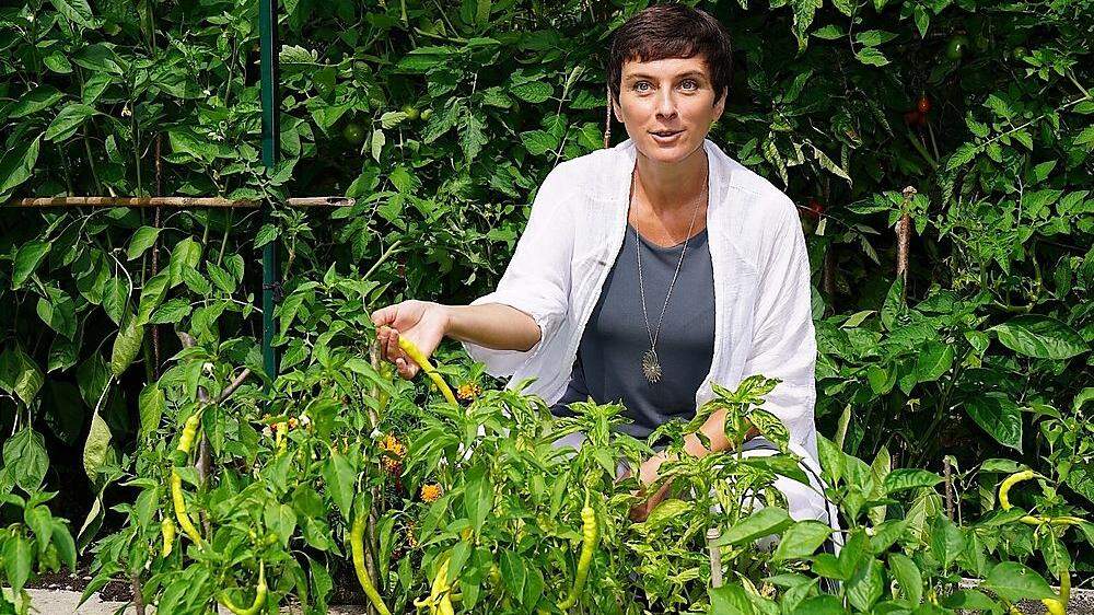Erholt im elterlichen Garten, erntet Elisabeth Oberzaucher Peperoni