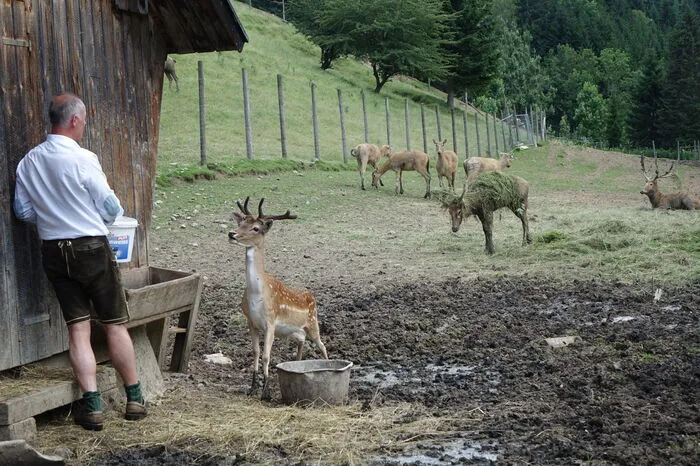 Das Geweih ist markant, da die Verzweigungen nach hinten weisen.
