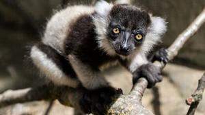 Varis gehören zu den Lemuren
