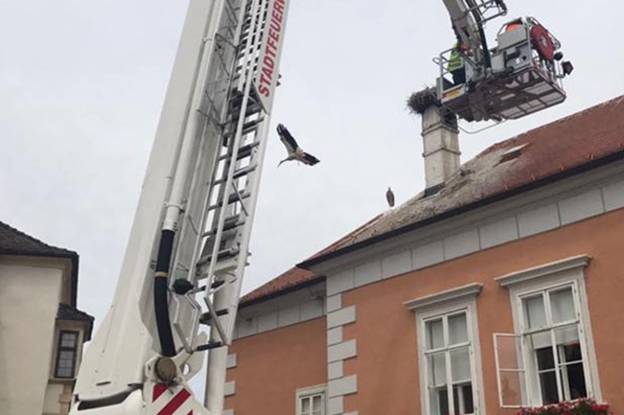 Ein Jungstorch ist bei Flugversuchen in Rust abgestürzt und hat einen Feuerwehreinsatz ausgelöst. Der Vogel blieb in der Dachrinne des Rathauses hängen und konnte sein Nest nicht mehr aus eigener Kraft erreichen.