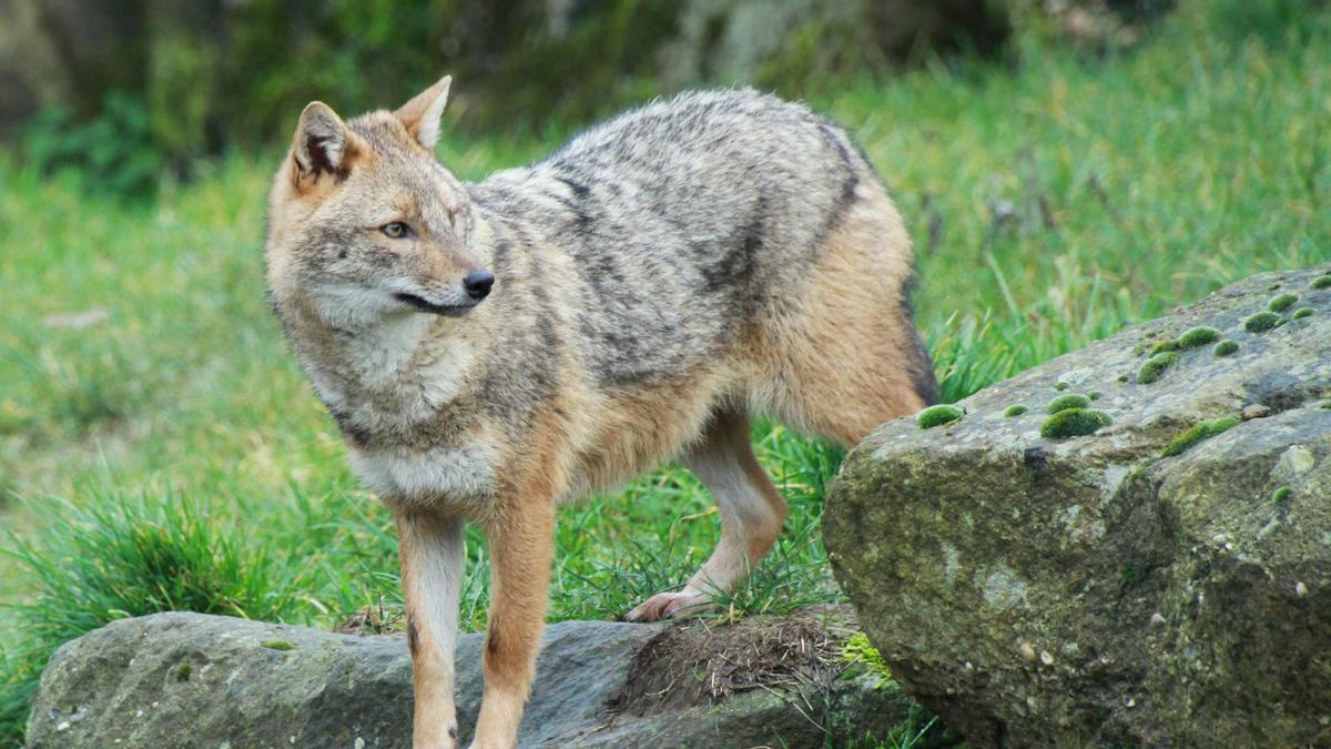 Goldschakale werden in Osttirol zunehmend zur Plage 