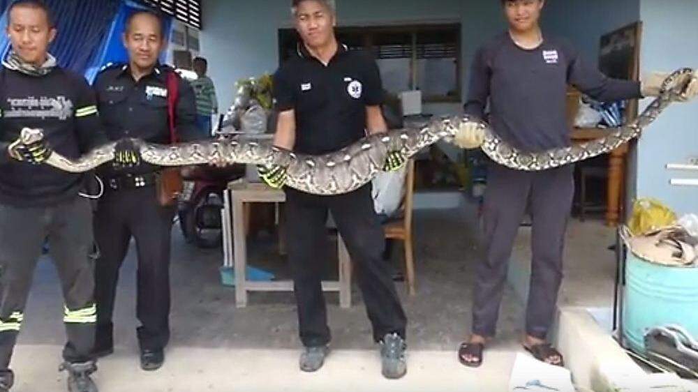 Die fünf Meter lange Schlange - noch mit Beute