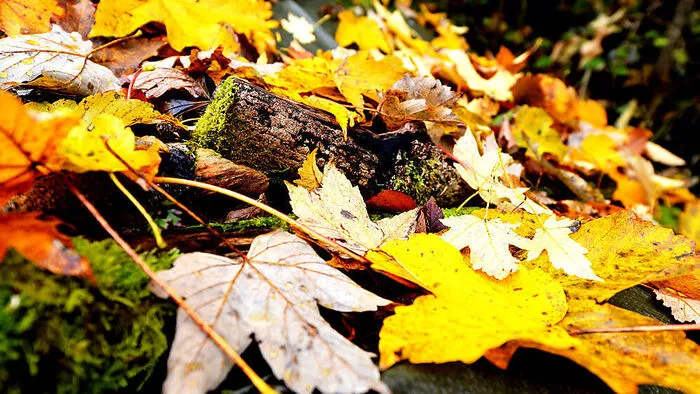 Ein milder Herbsttag lädt zu Aktivitäten in der Natur ein
