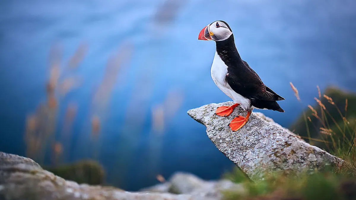 Papageitauchern bevölkern die Insel Runde
