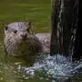 Man sieht einen Fischotter, der aus dem Wasser blickt | Der Fischotter verursachte auch 2025 die meisten Schäden in Kärnten