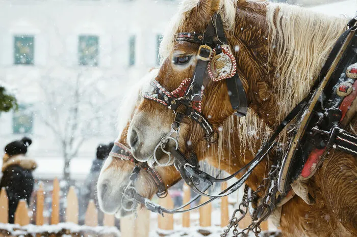 Brixner Weihnachtsmarkt. Am Domplatz sowie in den Lauben und Straßen rundum wird Traditionelles hochgehalten und so werden zum Beispiel am Lucia-Tag (13. Dezember) Wunschlichter gebastelt. Wo? Auf dem Domplatz in Brixen.Bis 6. Jänner. www.brixen.org/weihnachten