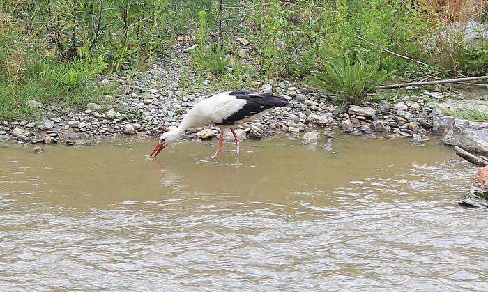 Der Storch durchsuchte mit seinem Schnabel immer wieder das Wasser nach Fressbarem