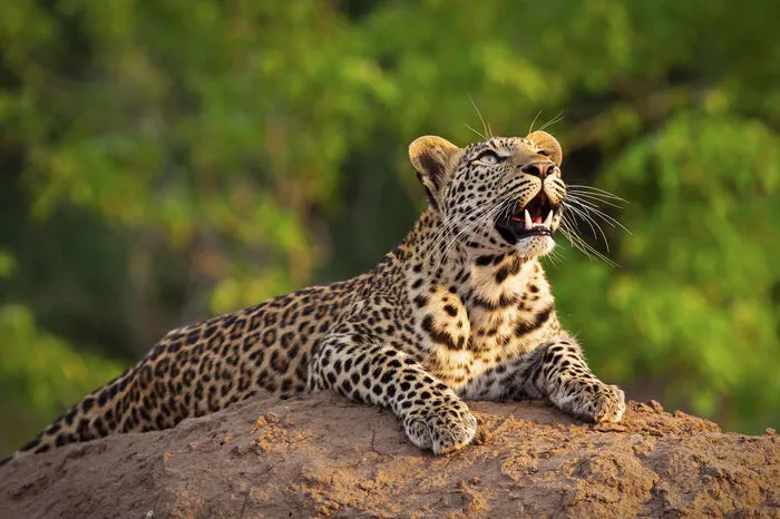 Leopard auf einem Termitenhügel
