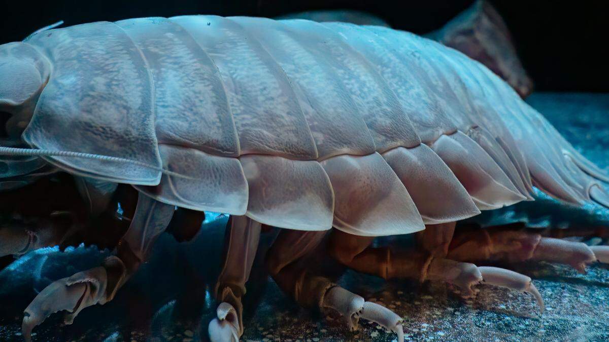 Die neu beschriebene Asselart gehört zu der gleichen Tiergruppe wie die Landasseln, die sich unter Steinen oder in der Erde befinden. Die größten der Meerestiere können rund 50 Zentimeter lang werden.