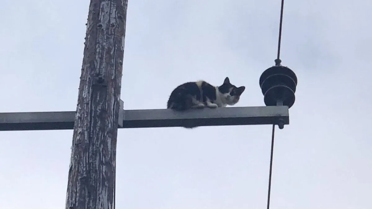 "Minki" war auf einem Strommasten gefangen - wegen der Regennässe nicht ungefährlich
