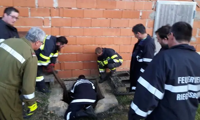 Die Feuerwehr musste die Schweine aus der Güllegrube bergen.