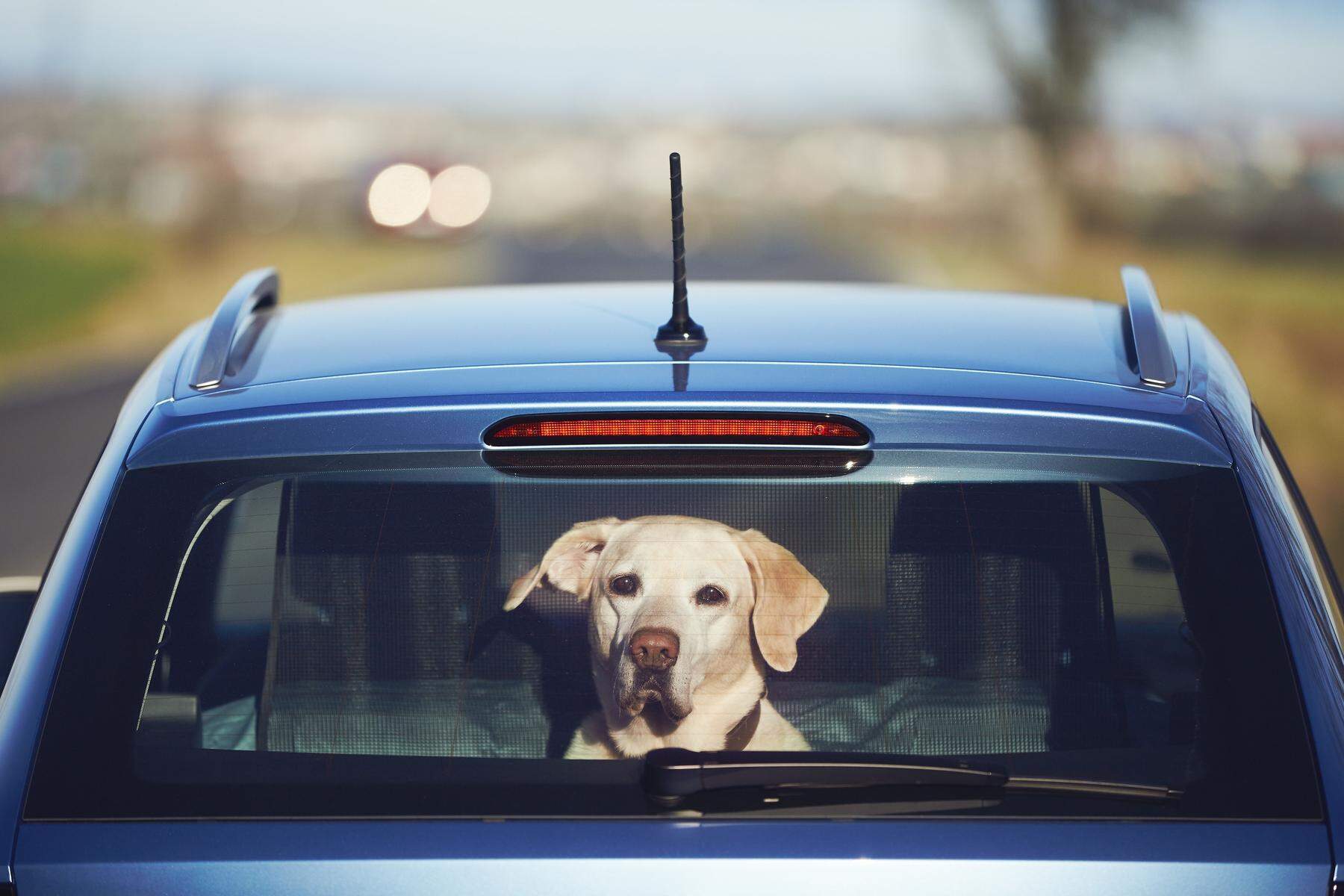 Hund bei Hitze im Auto: Darf ich die Scheibe einschlagen?