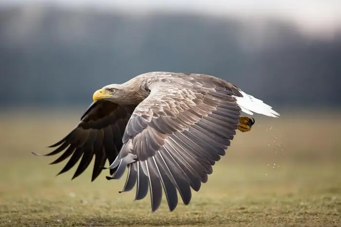 Tiefenbach arbeitet mit Otto Samwald an einem Projekt zur Erfassung von steirischen Seeadler-Revieren