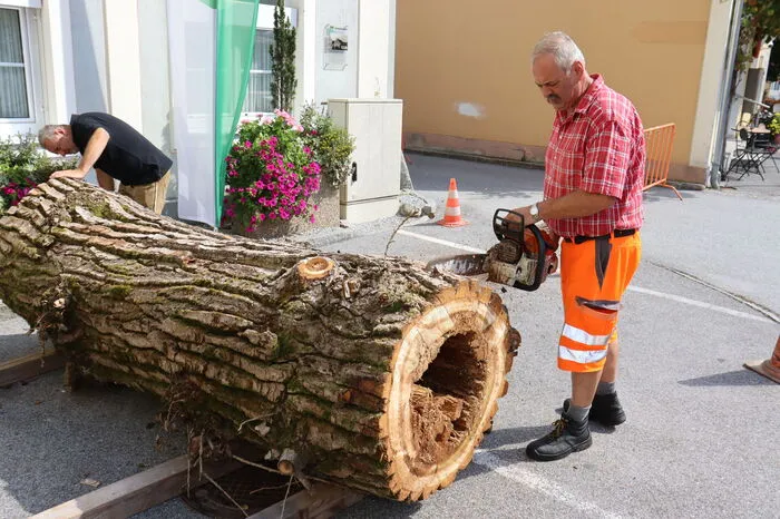 Gegen ein Spende konnten die Gäste auch einen Teil der Schwarzpappel als Erinnerung erwerben, die aus Sicherheitsgründen um zehn Meter gekürzt werden musste.
