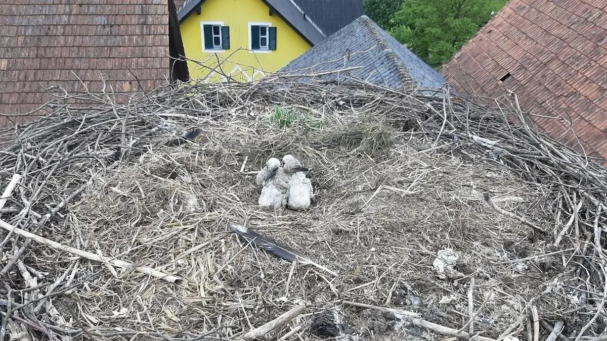 Diese drei Küken wurden nach Genehmigung der Naturschutzabteilung ausgehorstet