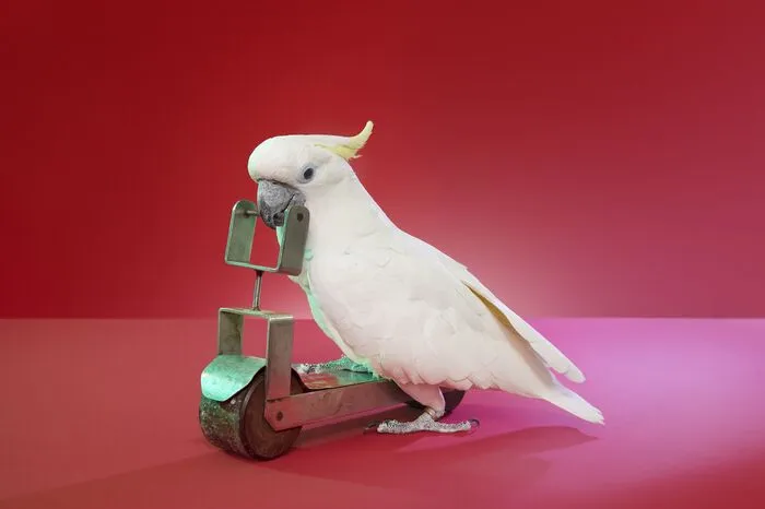 Am 15. Feb. 2022 rollte Kakadu Chico 5 m in 14,58 Sek. bei der Lo Show dei Record in Mailand (ITA), 3 Sek. schneller als sein eigener fünf Tage vorher erzielter Rekord. Chicos Besitzer ist der Vogeltrainer Kaloyan Yavashev aus Bulgarien.