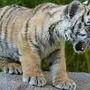 Sujetbild: Tiger in Tierpark