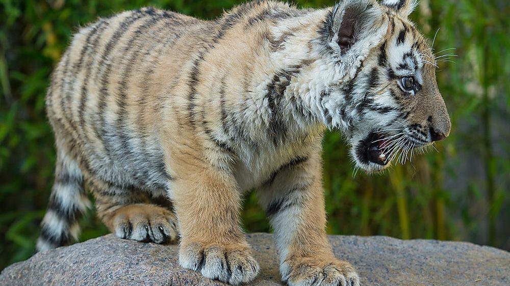 Sujetbild: Tiger in Tierpark
