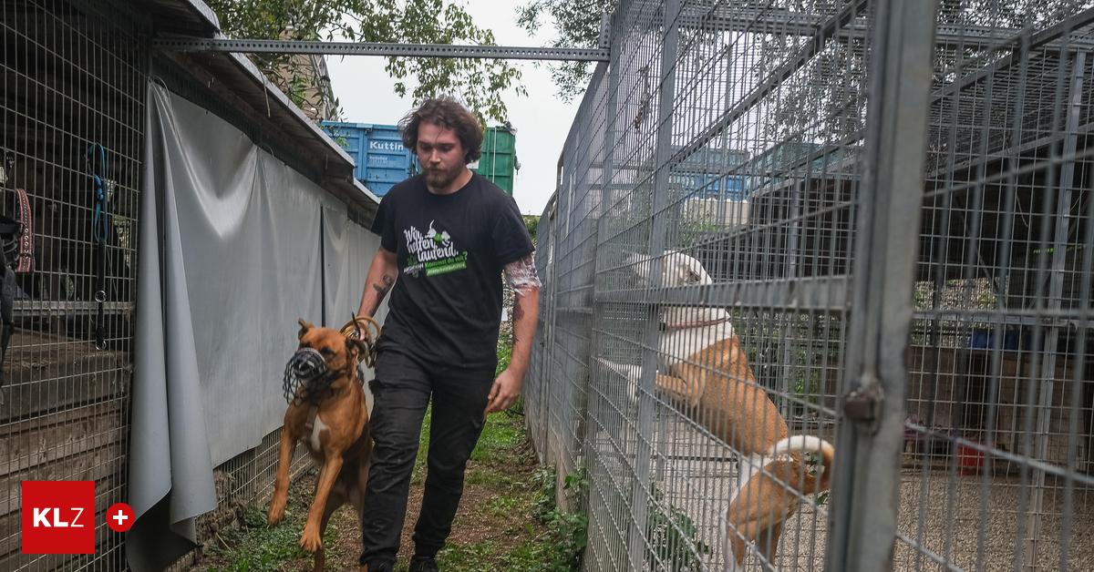 Arche-Noah-baut-Hundebereich-um-zwei-Millionen-Euro-um