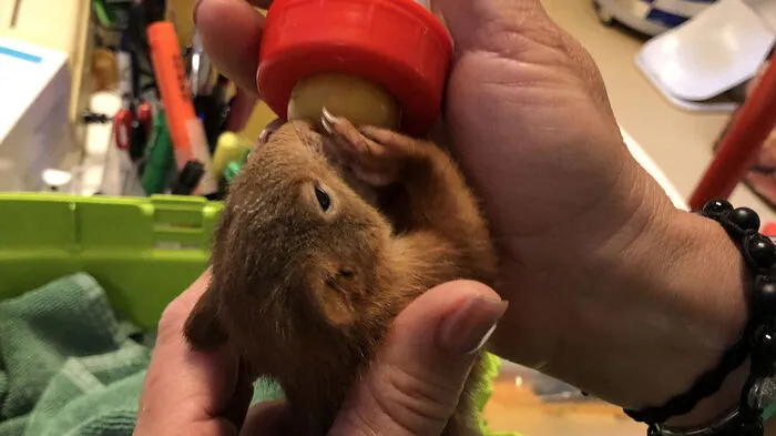 Entzückender "Wusel" - das Eichhörnchen wird mit der Flasche groß gezogen