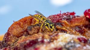 Die „Deutsche Wespe“ (Vespula germanica) nascht gerne am Zwetschkenkuchen