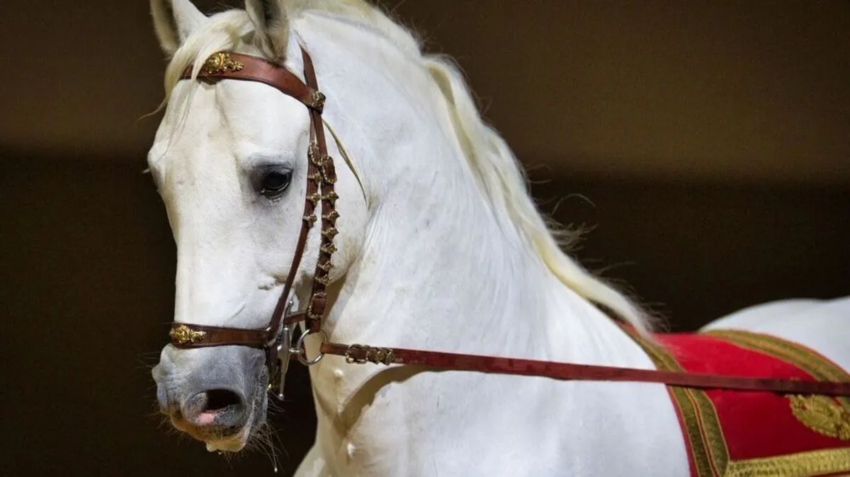 Das weiße Ballett der Spanischen Hofreitschule ist seit Jahrzehnten Anziehungspunkt für Touristen aus der ganzen Welt