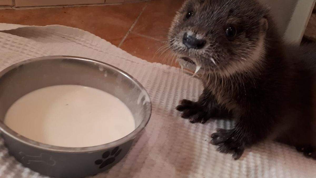 Der Fischotter wurde Oscar getauft